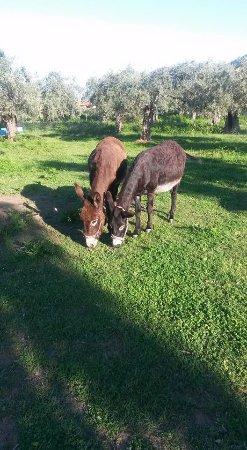 Thassos Donkeys
